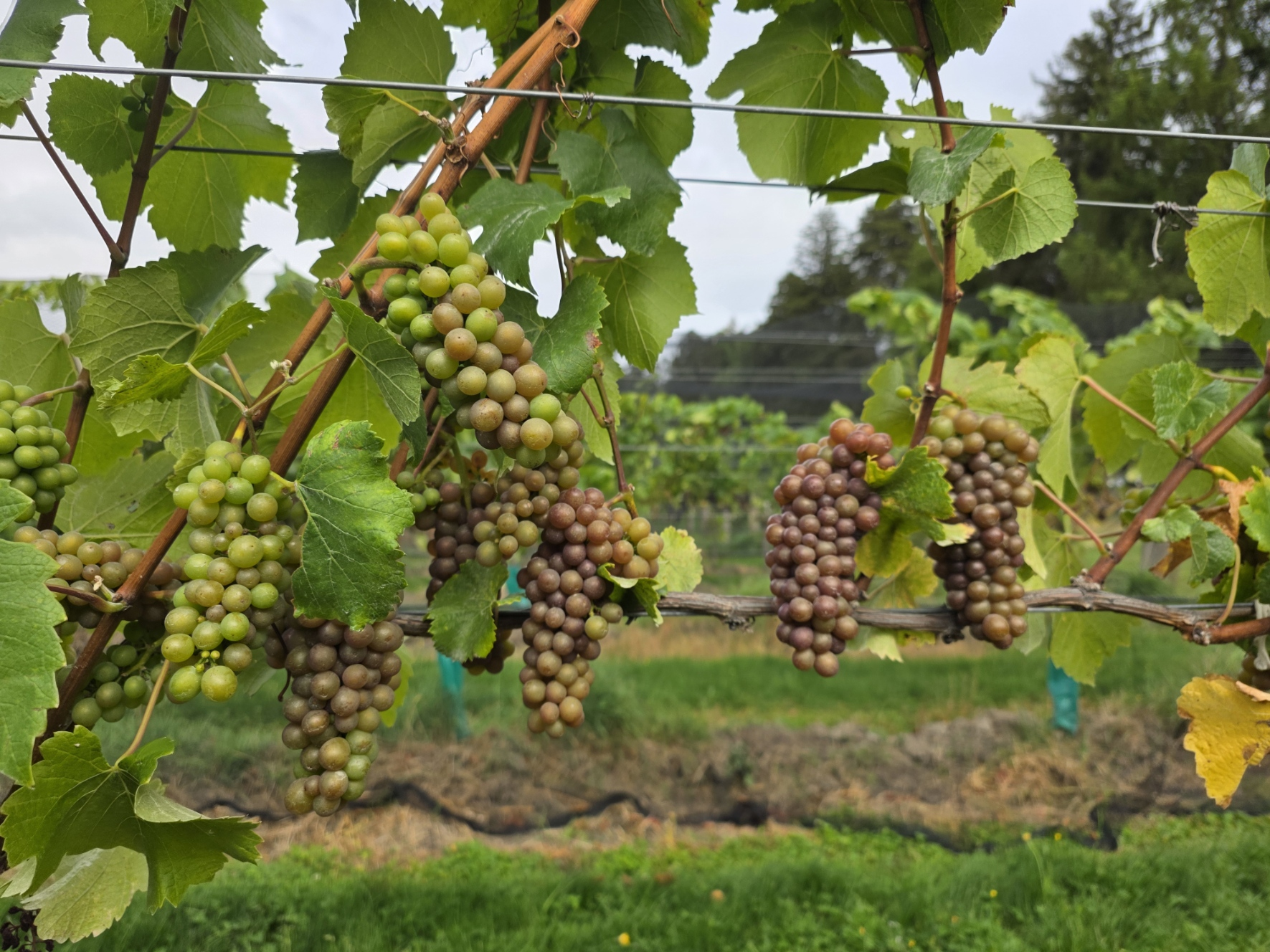 Pinot Gris grapes